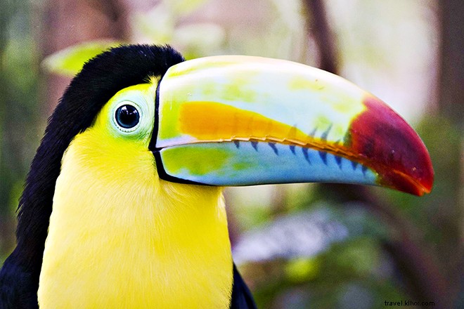 11 avventure essenziali in Costa Rica che ci fanno tornare per saperne di più 